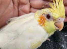 Latino cockatiel baby