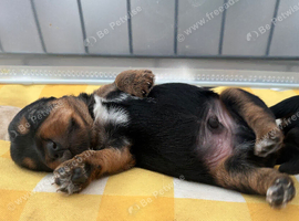 5 Yorkshire terrier puppies for sale