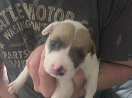Puppies