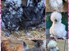 Mixed usa silkie chicks
