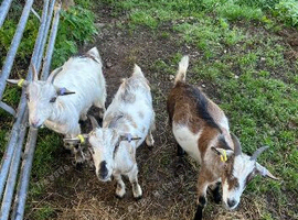 Pygmy goats