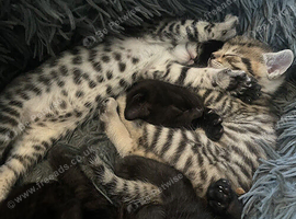 bengal kittens available from 14th November