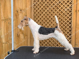Regina - Wire Fox Terrier Bitch
