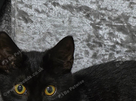 Sophie female black cat