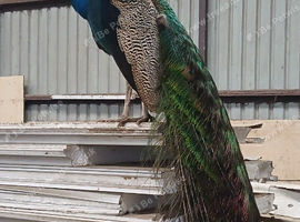 Peacocks
