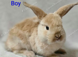 2 Boys and 2 Girls available