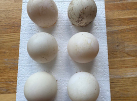 Pekin hatching eggs