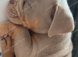 Olde English bulldogge