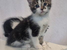 Kittens
