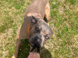 13month old male formantino