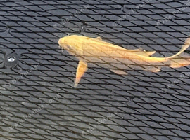 Butterfly koi and ghost koi