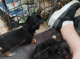 Jack puppies for sale to good homes