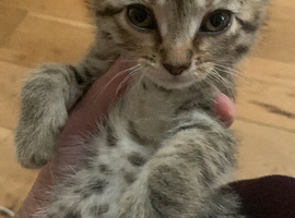mixed with sphynx