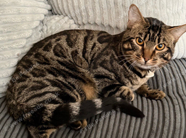 Urgently need a new home