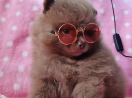 CHIAO LI YA merle puppies chocolate blue