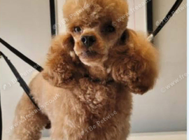 proven KC tiny red toy poodle