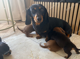 Mini Dachshund puppies