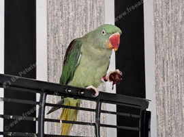 Alexandrine for sale