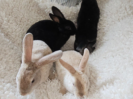 Baby bunnies
