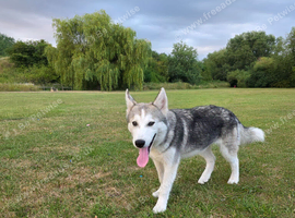 Rehome Siberian husky 8 months old