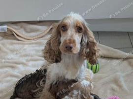 Cockapoo puppies