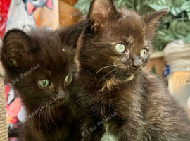 SEMI LONG HAIRED MALE KITTENS AND TORTIE FEMALE KITTEN
