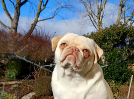 Pug girl looking for the right home