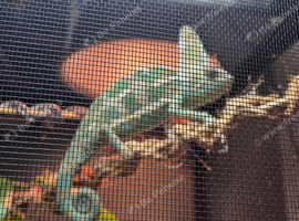 8 month old veiled chameleon and set up
