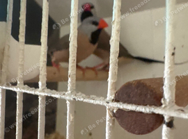 Breeding pairs x  finches