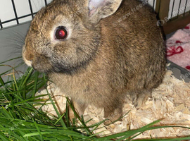 Dwarf for bunny 5 months