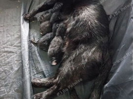 5 kittens mixed litter ready soon
