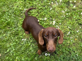 Miniature Dachshund girl