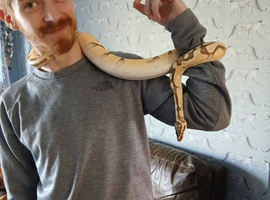 Ball python
