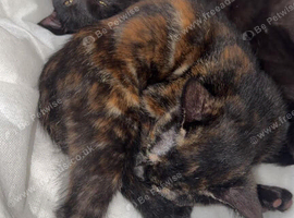 Kittens for sale