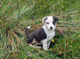 Working collie pups