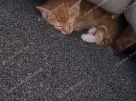 Kitten (ginger)