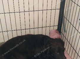 Chocolate cocker spaniels READY in 8 WEEKS!