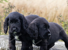Black Cocker spaniel puppies kc reg parents.
