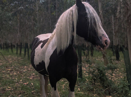 Wanted Sole use yard for 3 horses