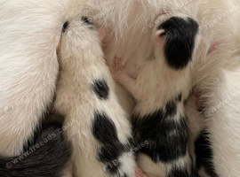 Beautiful white and black kittens