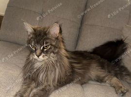 Stunning Female Maincoon, Just under 2 years old.