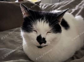 Loving cat needs a new loving home ASAP!