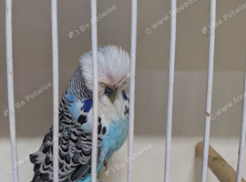 7 stunning exhibition budgies