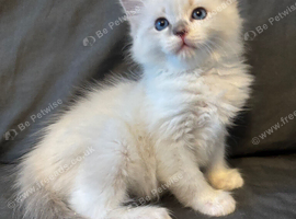 LAST MALE RAGDOLL STUNNING READY NOW