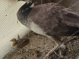 Indian blue peahen and baby