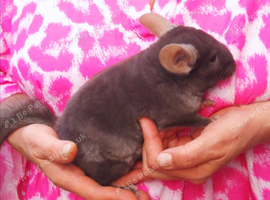 Chinchilla Baby Boy , 3 Months old for sale now in Feltham TW13