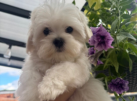 Maltese boys 17/03/2026 born