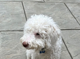Loving Home Needed Miniature Labradoodle