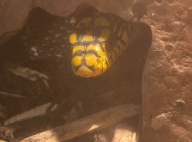 Stinking godess aka king ratsnake available