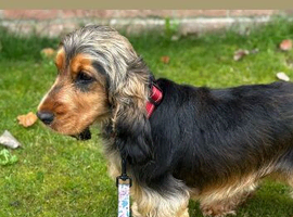 Show cocker spaniel 2 years old kc reg